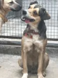 Patati