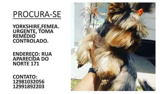 Cachorro ra a Yorkshire idade 1 ano nome Chanel