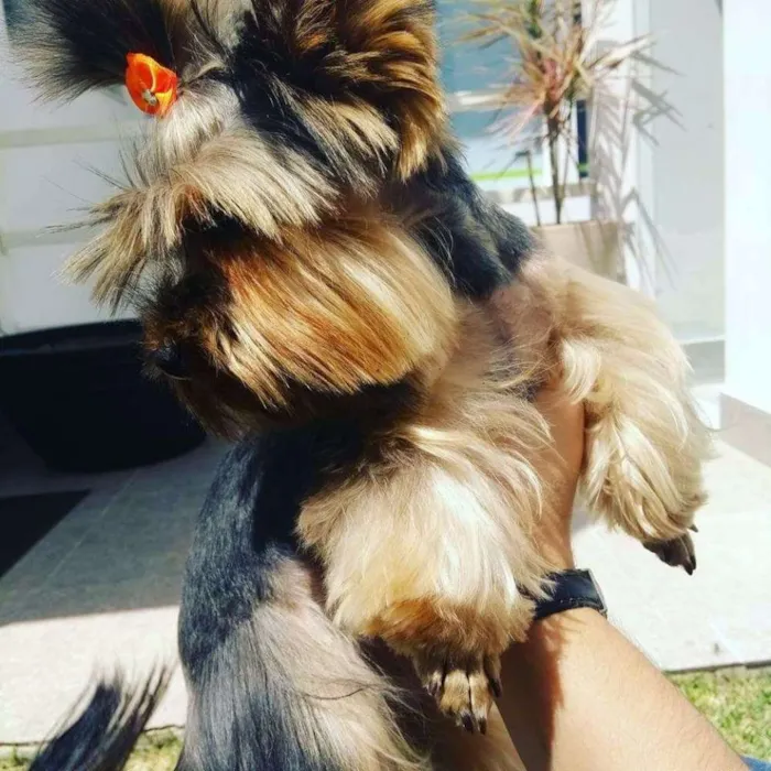 Cachorro ra a Yorkshire idade 1 ano nome Chanel