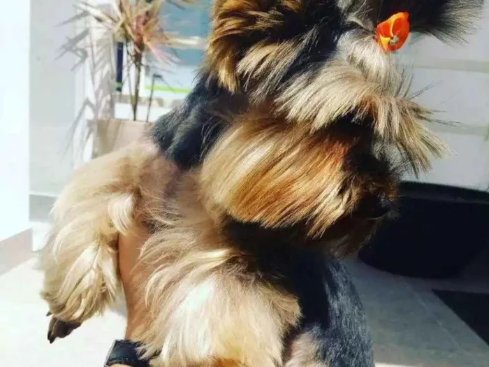 Cachorro ra a Yorkshire idade 1 ano nome Chanel