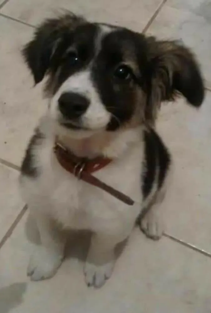 Cachorro ra a Srd  idade 2 a 6 meses nome Edward