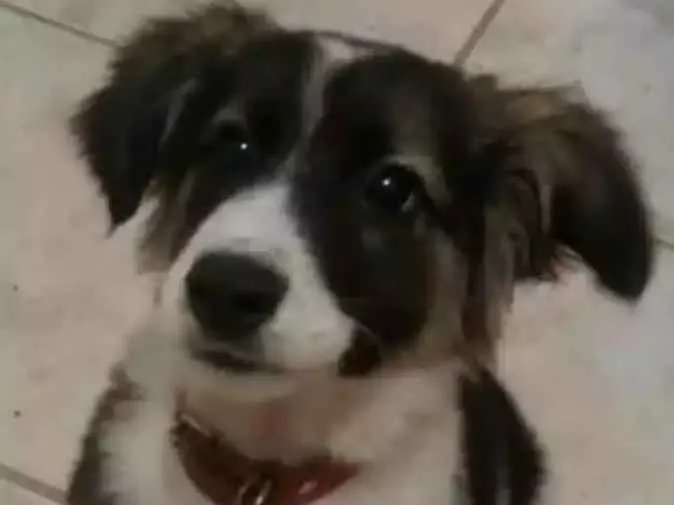 Cachorro ra a Srd  idade 2 a 6 meses nome Edward