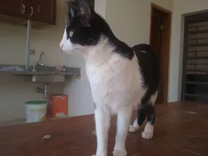 Gato raça s.r.d idade 2 anos nome Marmelada