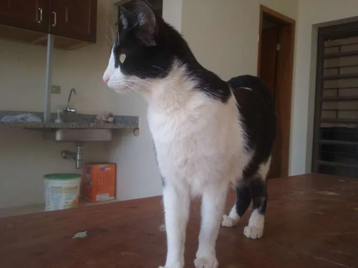 Gato ra a s.r.d idade 2 anos nome Marmelada