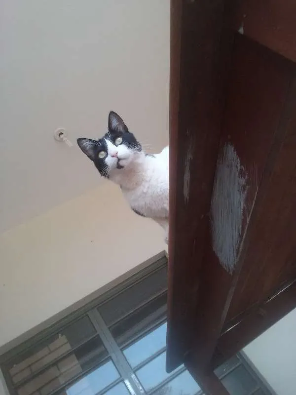 Gato ra a s.r.d idade 2 anos nome Marmelada