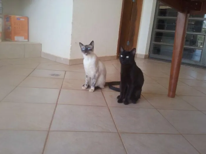 Gato ra a s.r.d. idade 7 a 11 meses nome Volvo