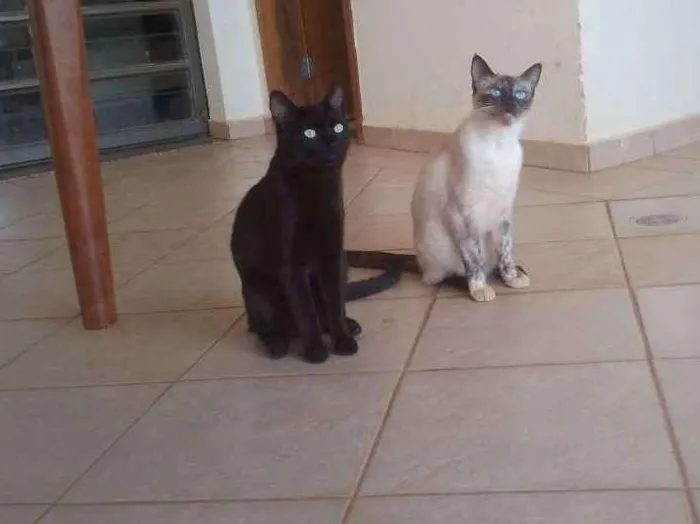 Gato ra a s.r.d. idade 7 a 11 meses nome Volvo