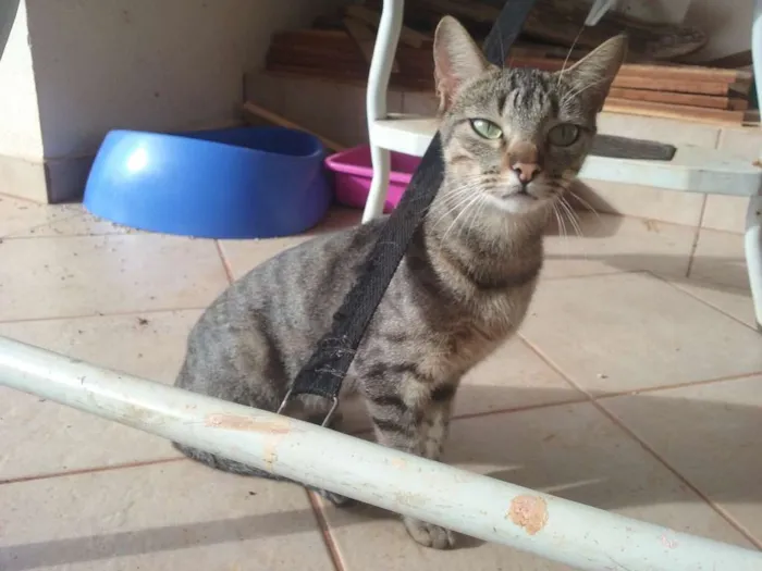 Gato ra a s.r.d idade 3 anos nome Amélia