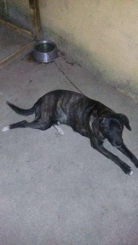 Cachorro raça VIRA LATA  idade 7 a 11 meses nome MEL