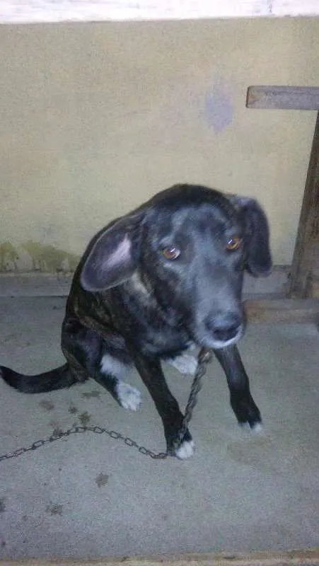 Cachorro raça VIRA LATA  idade 7 a 11 meses nome MEL