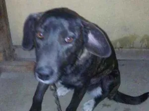 Cachorro raça VIRA LATA  idade 7 a 11 meses nome MEL