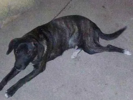 Cachorro raça VIRA LATA  idade 7 a 11 meses nome MEL