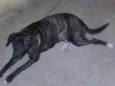 MEL