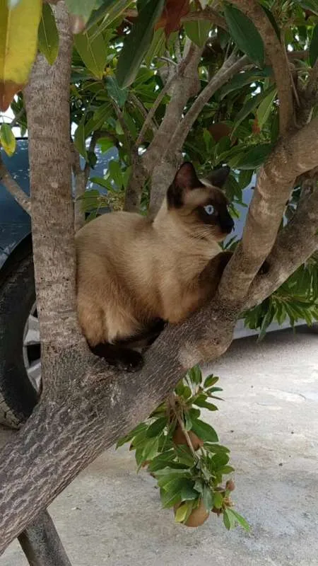 Gato ra a Siamês idade 2 anos nome Marie