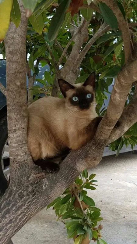 Gato ra a Siamês idade 2 anos nome Marie