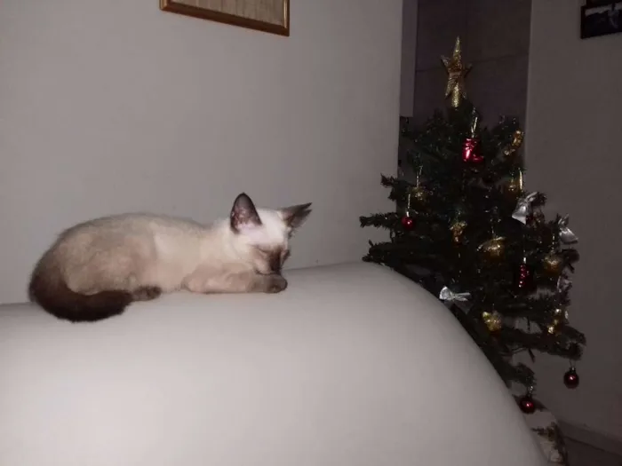 Gato ra a Siamês idade 2 anos nome Marie