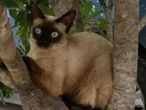 Gato raça Siamês idade 2 anos nome Marie