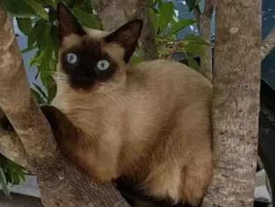 Gato ra a Siamês idade 2 anos nome Marie