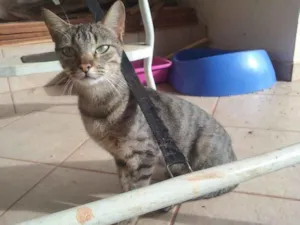 Gato raça s.r.d idade 3 anos nome Amélia