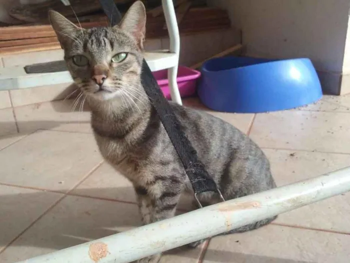 Gato ra a s.r.d idade 3 anos nome Amélia