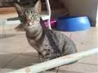 Gato raça s.r.d idade 3 anos nome Amélia