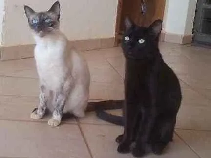 Gato ra a s.r.d. idade 7 a 11 meses nome Volvo