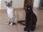 Gato raça s.r.d. idade 7 a 11 meses nome Volvo