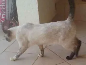 Gato raça s.r.d. idade 1 ano nome Geraldine