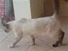 Gato raça s.r.d. idade 1 ano nome Geraldine