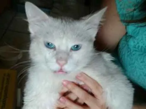 Gato ra a SRD idade 1 ano nome Mingau