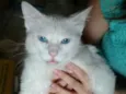 Mingau