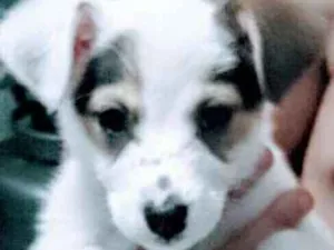 Cachorro raça SRD idade Abaixo de 2 meses nome Filhotinha