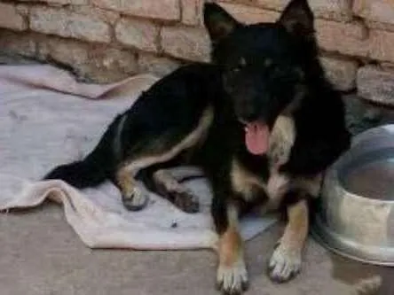 Cachorro ra a SRD idade 1 ano nome Tom