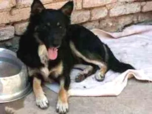 Cachorro raça SRD idade 1 ano nome Tom