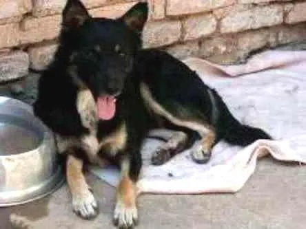 Cachorro ra a SRD idade 1 ano nome Tom