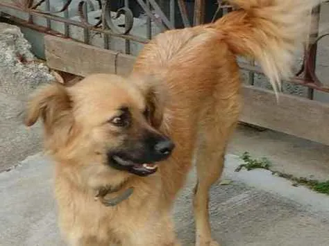 Cachorro ra a SRD idade 1 ano nome Sofia