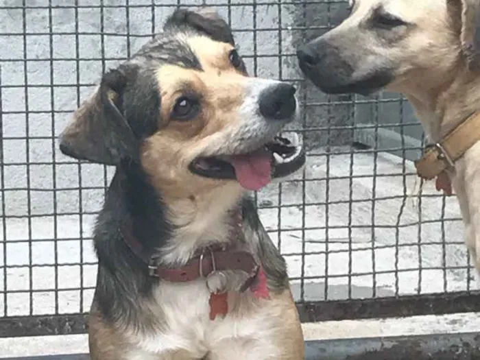 Cachorro ra a SRD idade 2 anos nome Patati