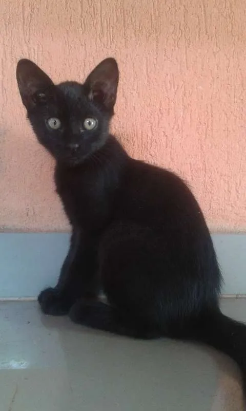 Gato ra a SRD idade Abaixo de 2 meses nome Lilith