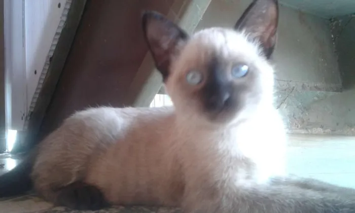 Gato ra a SRD idade Abaixo de 2 meses nome Neve