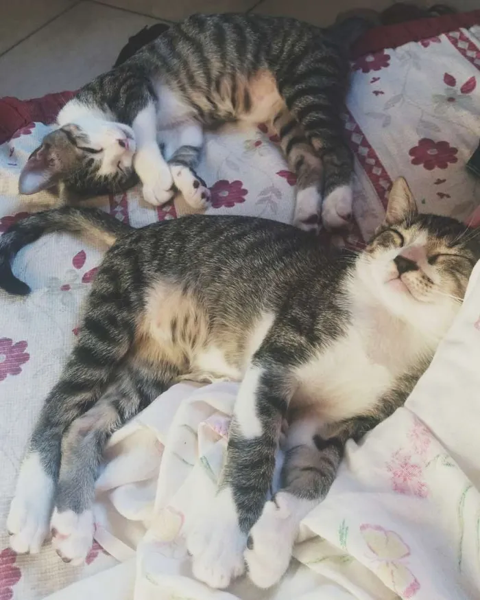 Gato raça  idade 2 a 6 meses nome Brad e Pit