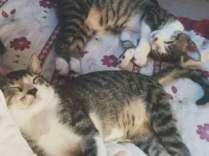 Gato raça  idade 2 a 6 meses nome Brad e Pit