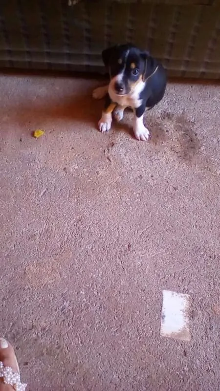 Cachorro ra a  idade Abaixo de 2 meses nome filhote 