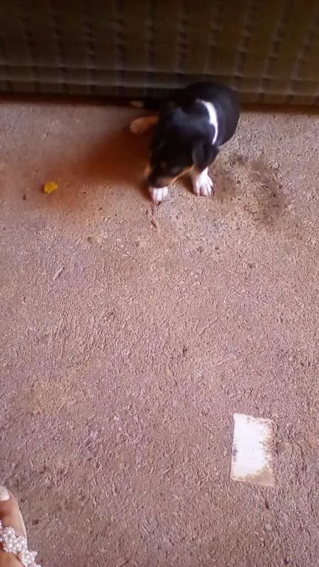 Cachorro ra a  idade Abaixo de 2 meses nome filhote 