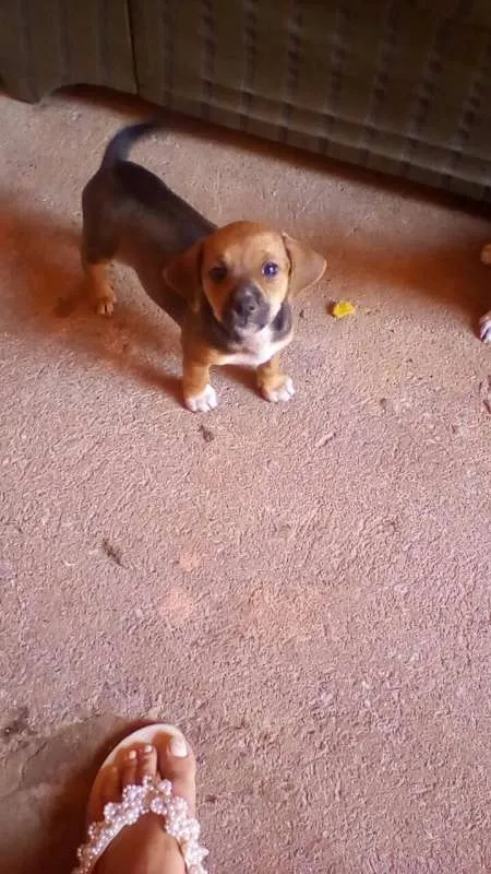 Cachorro ra a  idade Abaixo de 2 meses nome filhote 