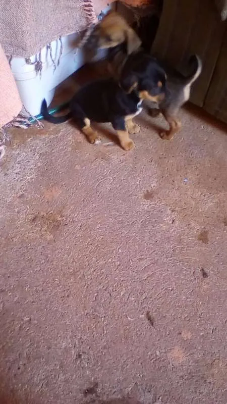 Cachorro ra a  idade Abaixo de 2 meses nome filhote 