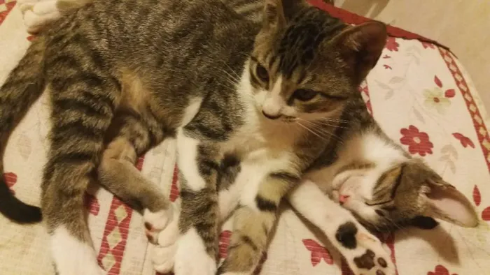 Gato raça  idade 2 a 6 meses nome Brad e Pit