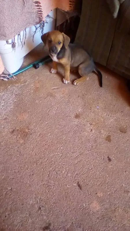Cachorro ra a  idade Abaixo de 2 meses nome filhote 