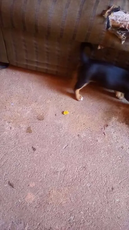 Cachorro ra a  idade Abaixo de 2 meses nome filhote 