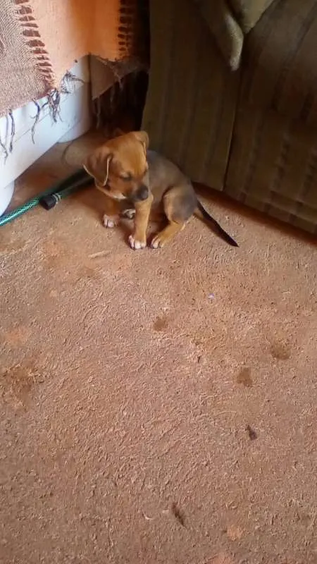 Cachorro ra a  idade Abaixo de 2 meses nome filhote 