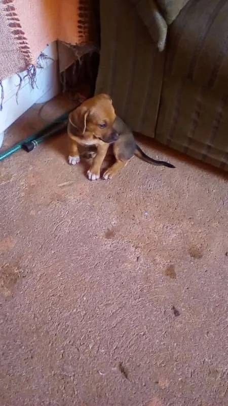 Cachorro ra a  idade Abaixo de 2 meses nome filhote 